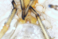 Eutittha stratiotica