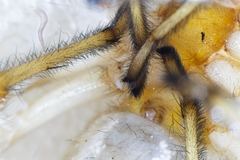 Eutittha stratiotica