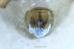 Eutittha stratiotica