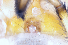 Eutittha stratiotica