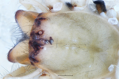 Eutittha stratiotica