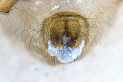 Eutittha stratiotica