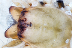 Eutittha stratiotica