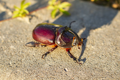 Oryctes nasicornis