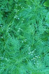 Trepocarpus aethusae