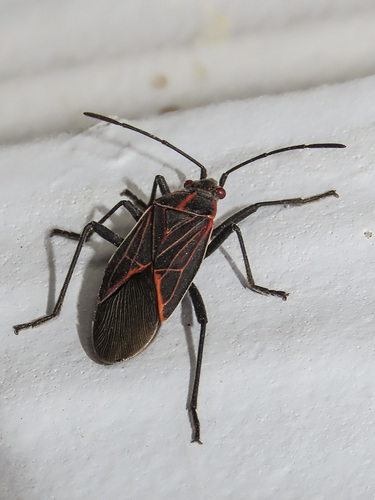 Western Boxelder Bug
