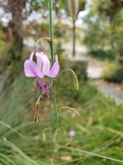 Dichopogon capillipes