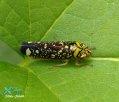 Aulacizes conspersa