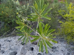 Plumeria tuberculata