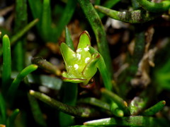 Colobanthus