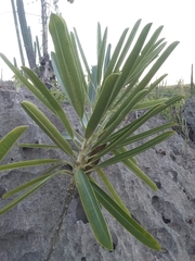 Plumeria tuberculata