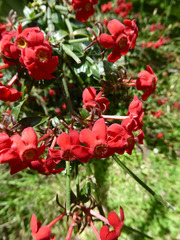 Rovaeanthus strigosus