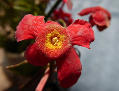 Rovaeanthus strigosus