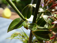 Rovaeanthus strigosus