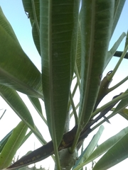 Plumeria tuberculata