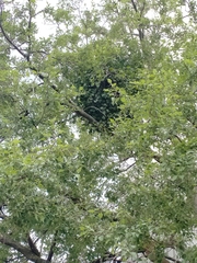 Ileostylus micranthus