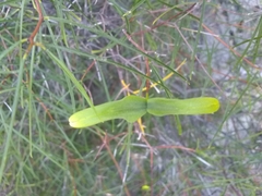 Cameraria linearifolia