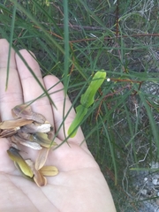 Cameraria linearifolia