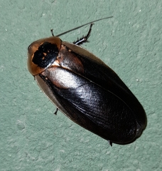 Blaberinae