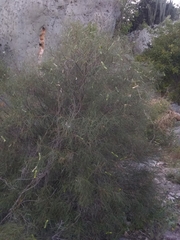 Cameraria linearifolia