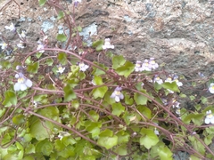 Cymbalaria muralis