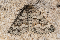 Aponotoreas orphnaea