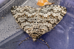 Aponotoreas orphnaea