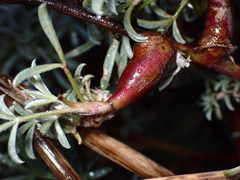 Neolasioptera lupini