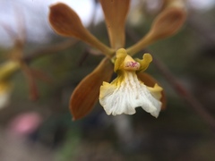 Encyclia aspera