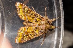 Ichneutica chlorodonta