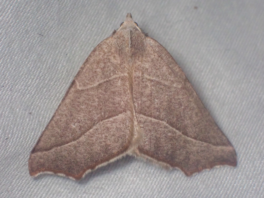 Pherne sperryi