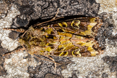 Ichneutica chlorodonta