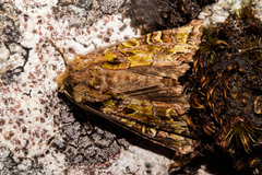 Ichneutica chlorodonta