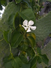 Echites umbellatus