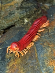 Rhinocricidae