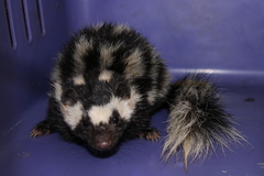 Southern Spotted Skunk photo 2