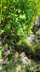 Pseudopanax arboreus