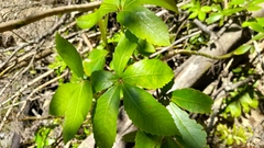 Pseudopanax arboreus