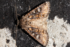 Ichneutica lithias