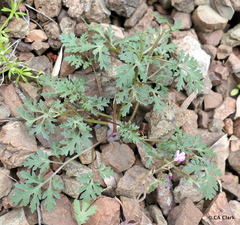 Sanicula saxatilis