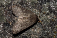 Ichneutica nullifera