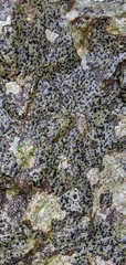 Porpidia macrocarpa