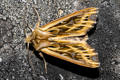 Ichneutica oliveri
