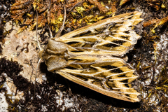Ichneutica oliveri
