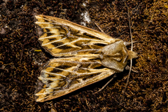 Ichneutica oliveri