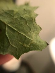 Phytomyza marginella