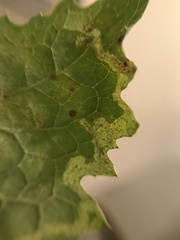 Phytomyza marginella