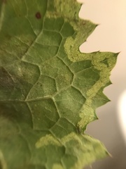 Phytomyza marginella