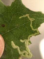 Phytomyza marginella