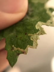 Phytomyza marginella